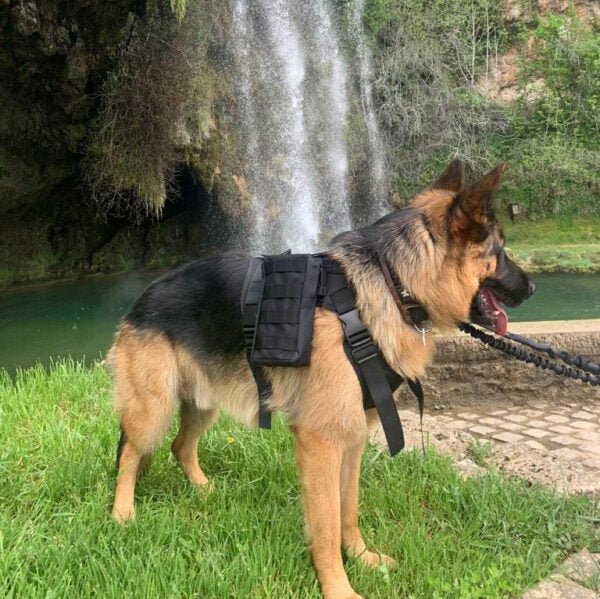Harnais tactique Mozukai spécial chien